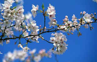 コールセンター親睦会「桜の会」