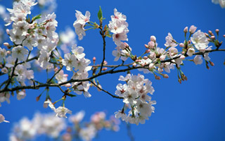 コールセンター親睦会「桜の会」